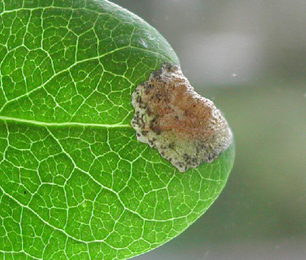 Mine of Perittia obscurepunctella on Lonicera periclymenum