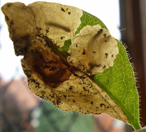 Mine of Perittia obscurepunctella on Lonicera periclymenum