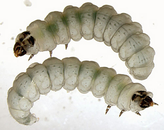 Perittia obscurepunctella larvae,  dorsal
