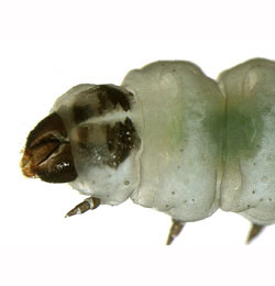 Perittia obscurepunctellalLarva,  dorsal