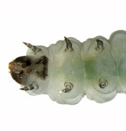 Perittia obscurepunctella larva,  ventral