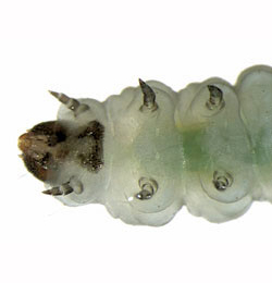 Perittia obscurepunctella larvae,  ventral