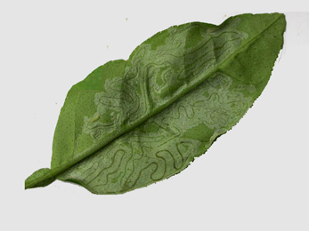 Mine of Phyllocnistis citrella on Citrus leaf