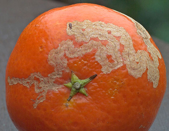 Mine of Phyllocnistis citrella on Citrus fruit