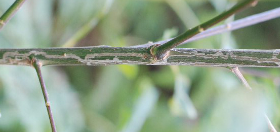 Mine of Phyllocnistis ramulicola