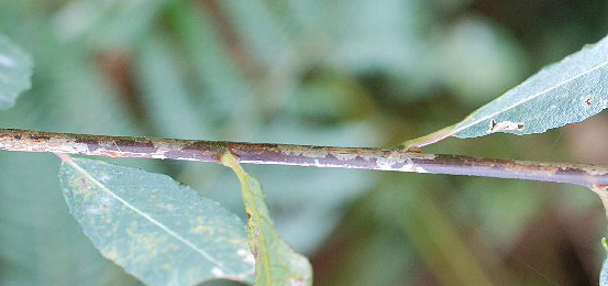 Mine of Phyllocnistis ramulicola