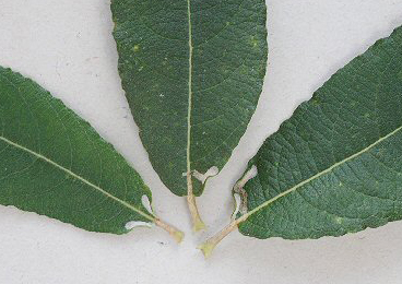 Cocoons of Phyllocnistis ramulicola