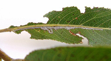 Mine of Phyllocnistis saligna on Salix