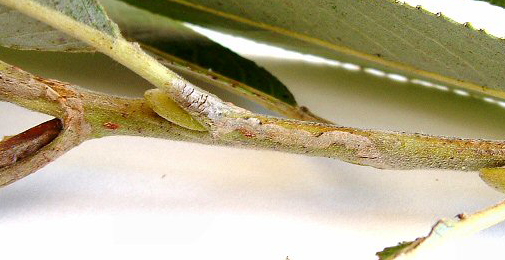 Mine of Phyllocnistis saligna on Salix