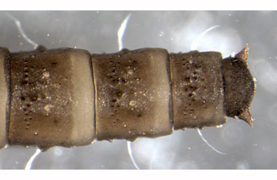 Phyllocnistis saligna pupa,  dorsal