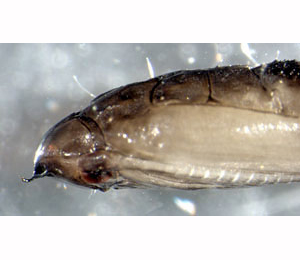 Phyllocnistis saligna pupa,  lateral