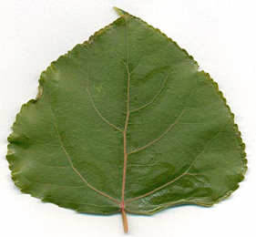 Mine of Phyllocnistis unipunctella on Populus x candensis