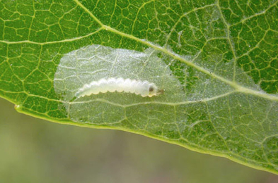 Mine of Phyllocnistis unipunctella on Populus x candensis