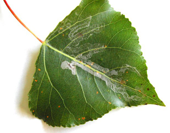 Mine of Phyllocnistis unipunctella on Populus