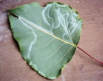 Mine of Phyllocnistis unipunctella on Populus