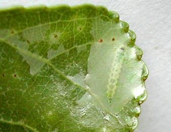 Mine of Phyllocnistis unipunctella on Populus