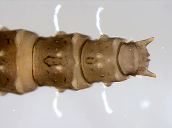 Phyllocnistis unipunctella puparium,  dorsal