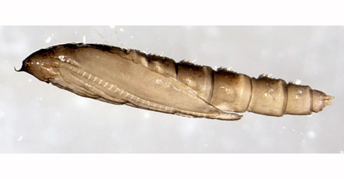 Phyllocnistis unipunctella puparium,  lateral
