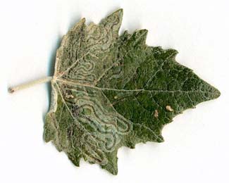 Mine of Phyllocnistis xenia on Populus alba