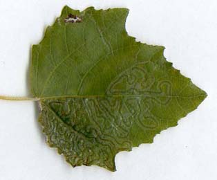 Mine of Phyllocnistis xenia on Populus canescens