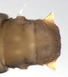 Phyllocnistis xenia pupa,  cremaster,  dorsal