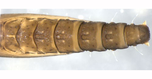Phyllocnistis xenia pupa,  dorsal