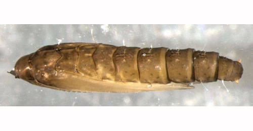 Phyllocnistis xenia pupa,  lateral