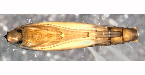 Phyllocnistis xenia pupa,  lateral