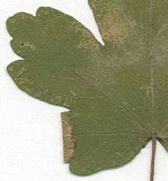 Mine of Phyllonorycter acerifoliella on Acer campestre