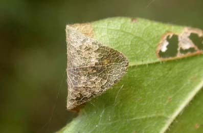 Mine of Phyllonorycter acerifoliella on Acer campestre