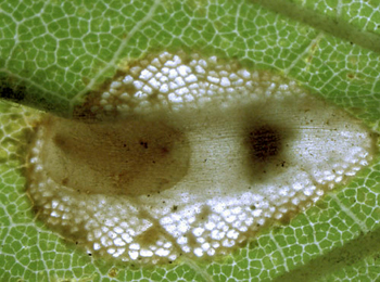 Mine of Phyllonorycter acerifoliella on Acer campestre
