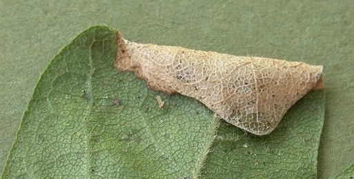 Mine of Phyllonorycter acerifoliella on Acer campestre