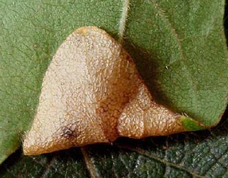 Mine of Phyllonorycter acerifoliella on Acer campestre