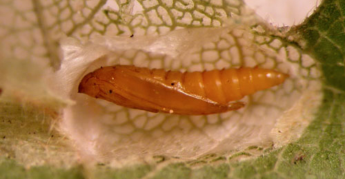 Phyllonorycter acerifoliella puparium in opened cocoon