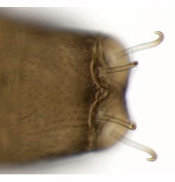 Phyllonorycter acerifoliella puparium, cremaster,  dorsal
