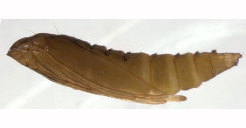 Phyllonorycter acerifoliella puparium,  lateral