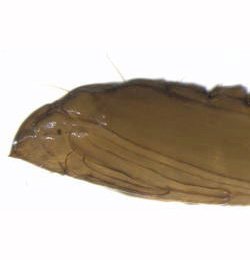 Phyllonorycter acerifoliella puparium,  lateral