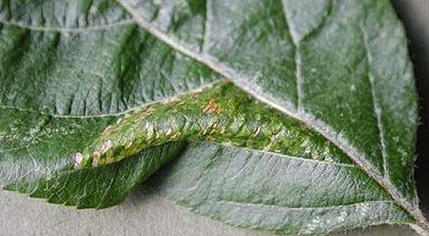 Mine of Phyllonorycter blancardella on Malus