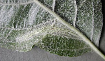 Mine of Phyllonorycter blancardella on Malus