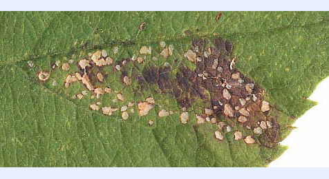 Mine of Phyllonorycter blancardella on Malus pumila