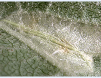 Mine of Phyllonorycter blancardella on Malus pumila