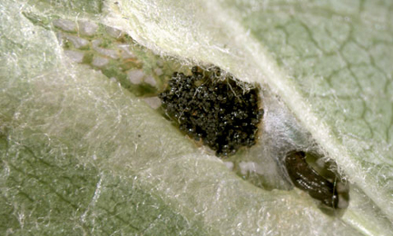 Mine of Phyllonorycter blancardella on Malus pumila