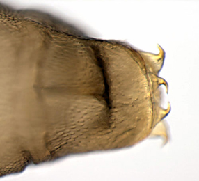 Phyllonorycter blancardella pupa,  cremaster