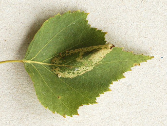 Mine of Phyllonorycter cavella on Betula