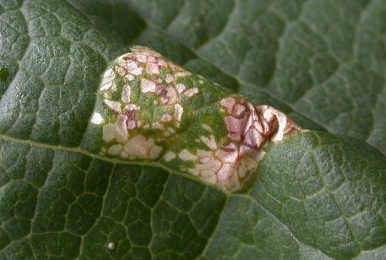 Mine of Phyllonorycter cerasicolella on Betula