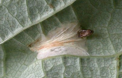 Mine of Phyllonorycter cerasicolella on Betula