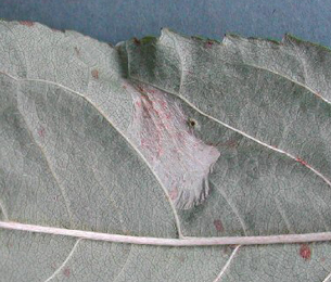 Mine of Phyllonorycter cerasicolella on Betula