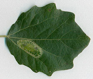 Mine of Phyllonorycter comparella on Populus canescens