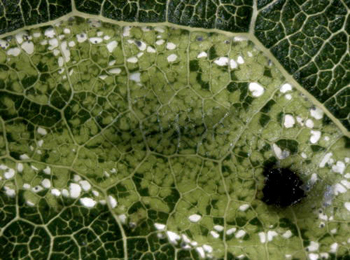 Mine of Phyllonorycter comparella on Populus canescens