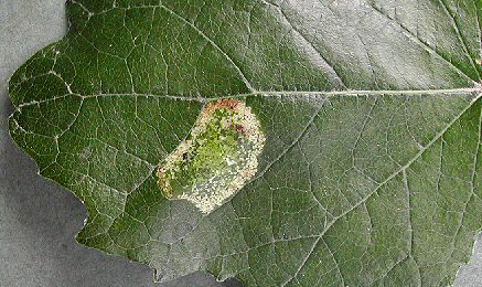 Mine of Phyllonorycter comparella on Populus